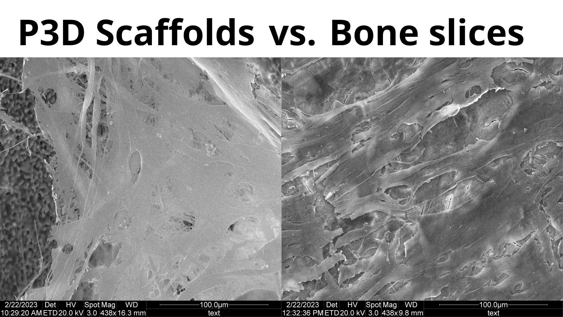 P3D Scaffolds vs. bone slices