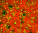 Osteoclasts timelapse on P3D Scaffolds