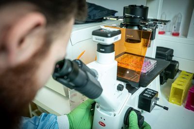 Researcher studies cultured P3D Scaffolds under a microscope.