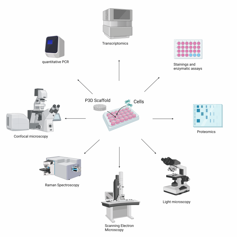 Figure that shows a selection of standard analysis methods that are compatible with P3D Scaffolds, including light and confocal microscopy, SEM, transciptomics, raman spectroscopy ,and quantitative PCR