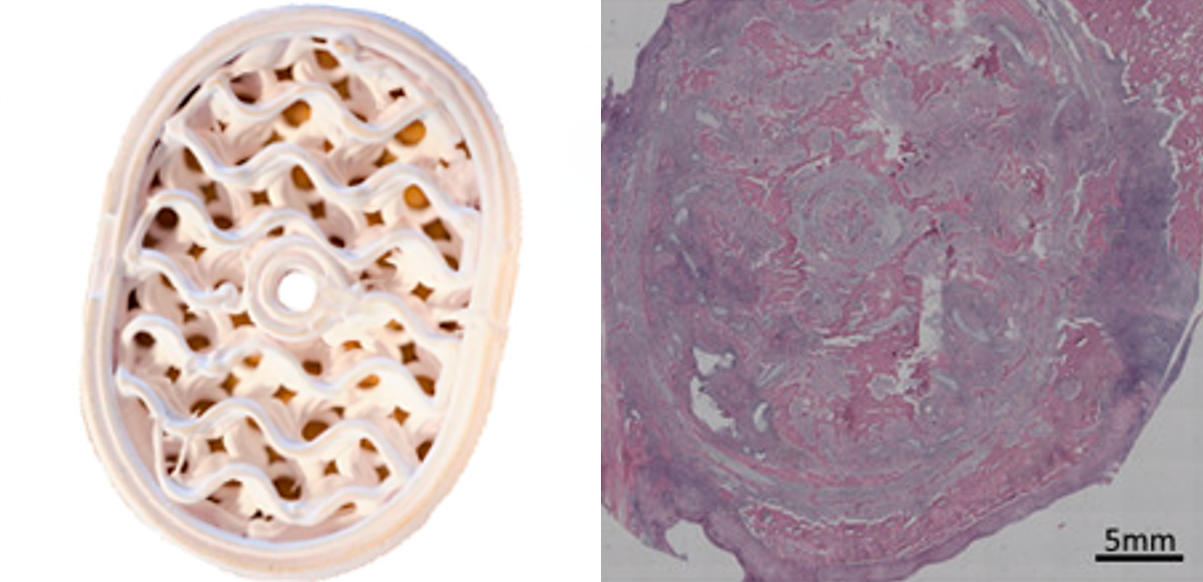 Preclinical study 2022