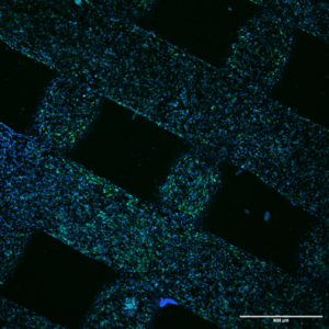 cell distribution on scaffold