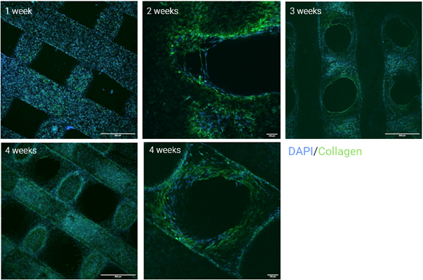 DAPI / collagen on P3D Scaffolds