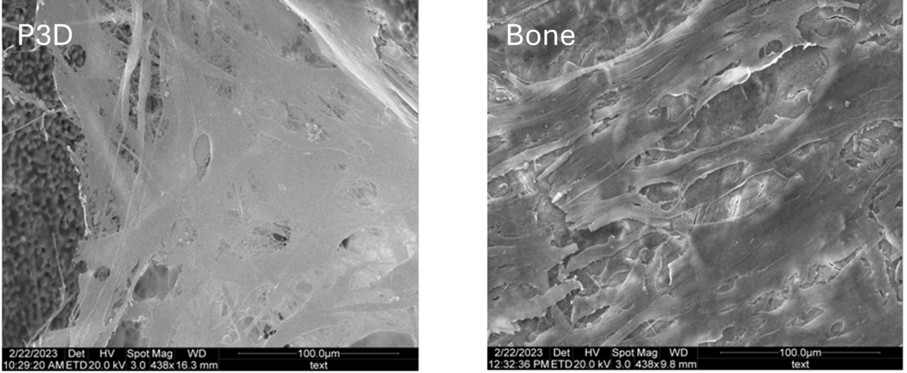 P3D Scaffold vs Bone