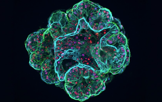 Organoid preview image