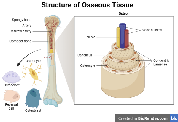 Bone cells and architecture illustration created in biorender